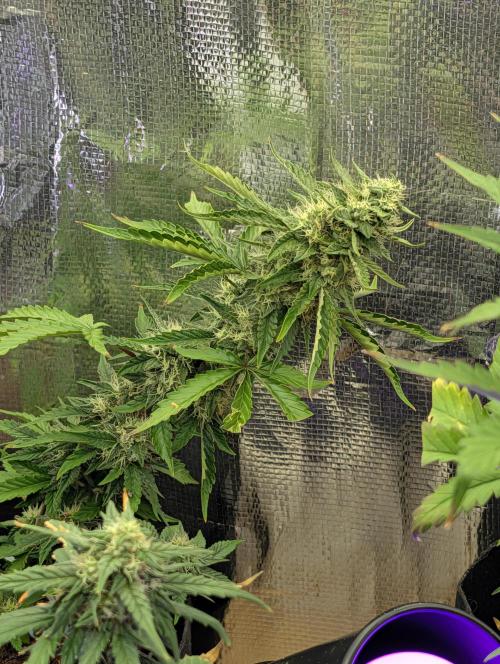 My first grow. Week 7