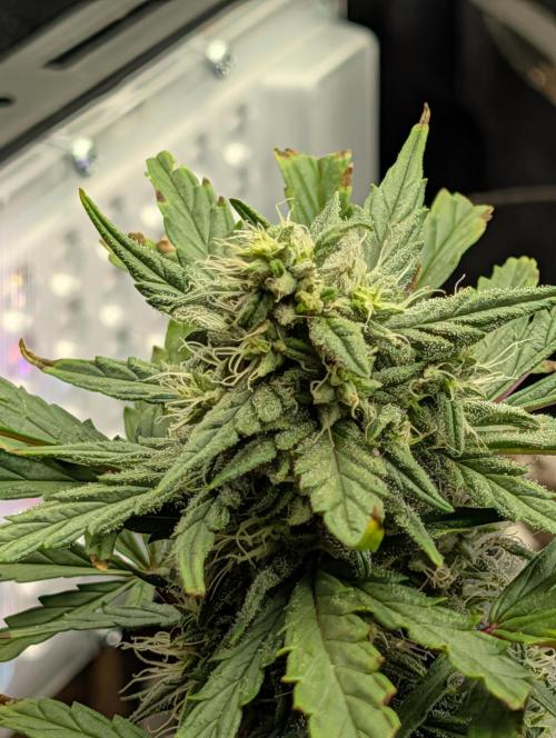 My first grow. Week 7