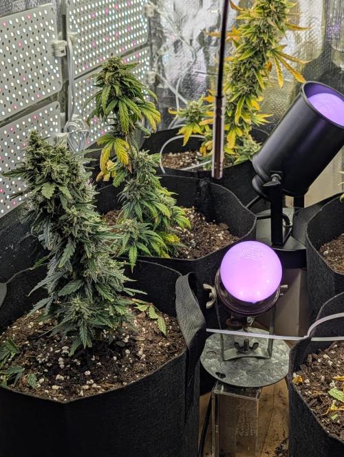 My first grow. Week 8