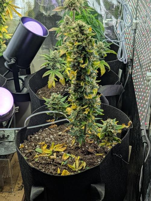 My first grow. Week 8