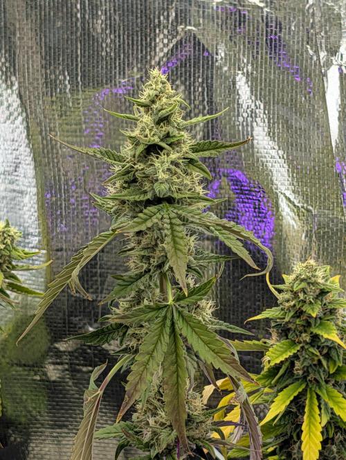 My first grow. Week 8