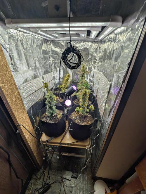 My first grow. Week 9 - I noticed there are a lot of yellowing of the leaves. Is that normal?