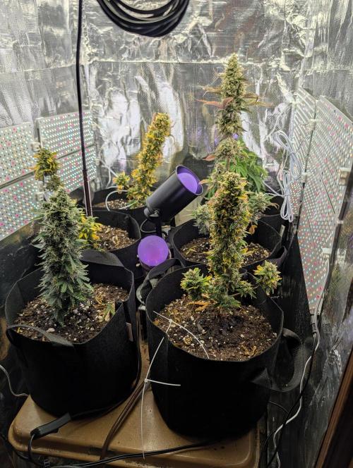 My first grow. Week 9