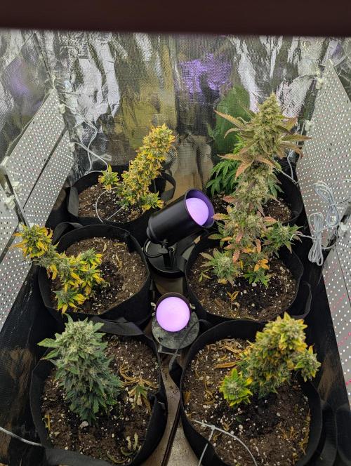 My first grow. Week 9