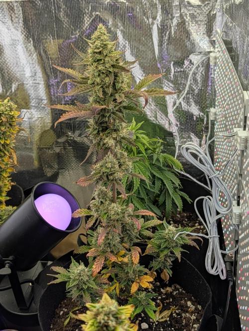 My first grow. Week 9