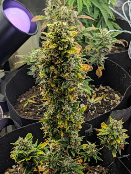 My first grow. Week 9