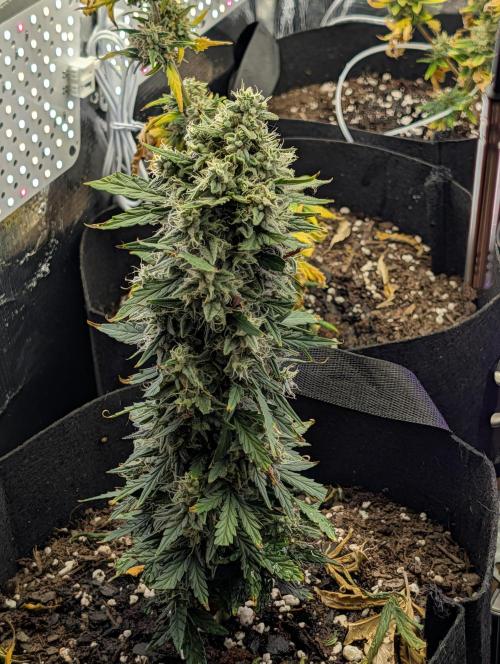 My first grow. Week 9