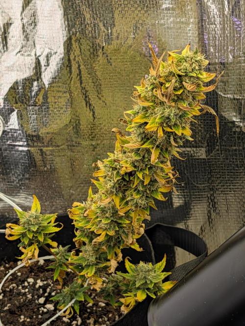 My first grow. Week 9