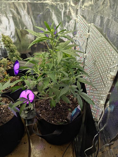 JJs Diary my 2nd Grow. Week 6 - This one is purple Haze, I planted it on 3-14