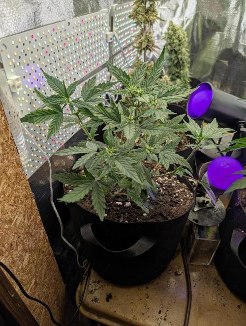 JJs Diary my 2nd Grow. Week 6 - This one is amnesia Auto. It was also planted on 3-14.