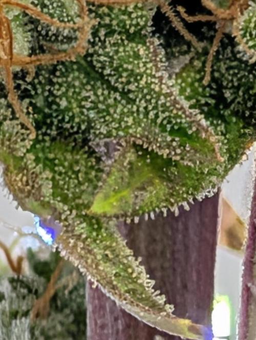 My first grow. Week 10