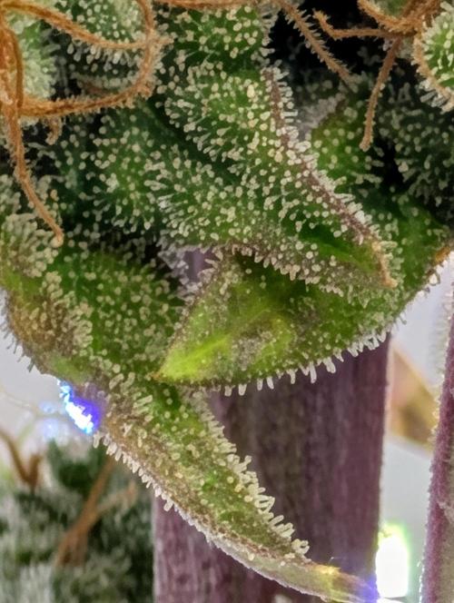 My first grow. Week 10