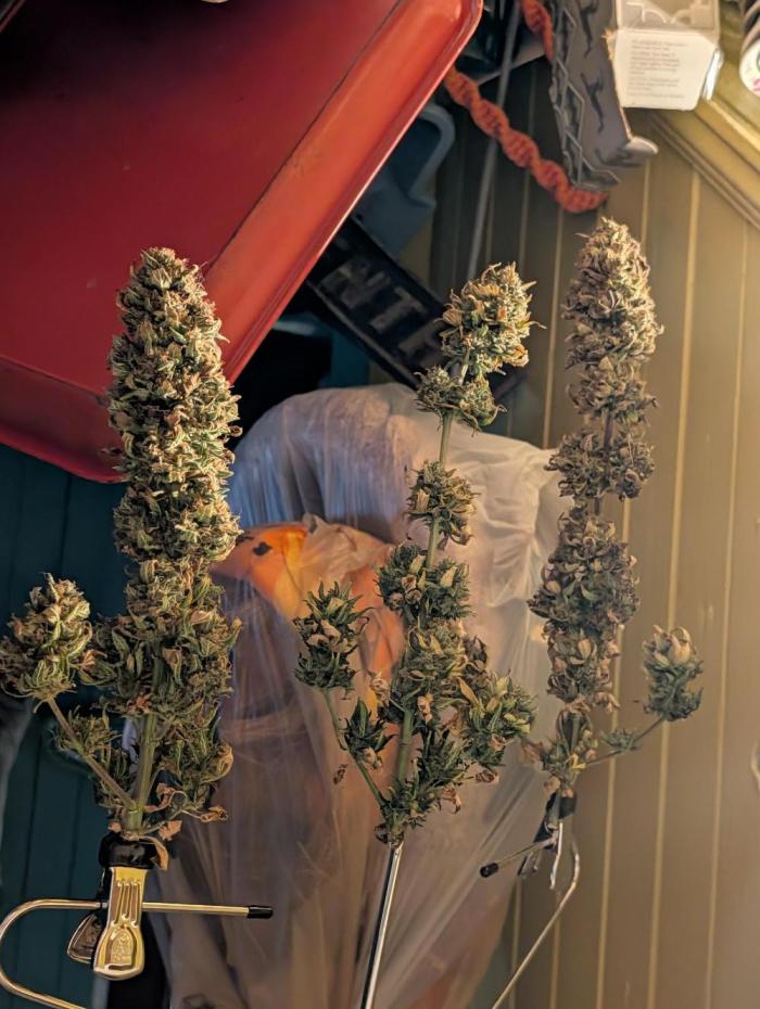 My first grow. Week 10 - I picked 3 plants from my 1st micro grow.