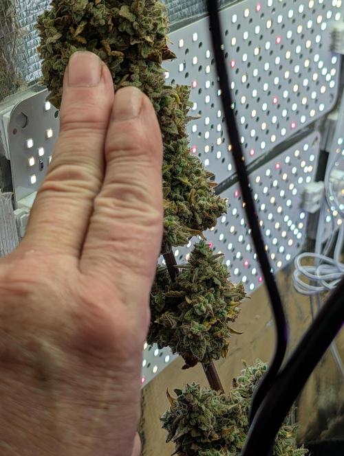 My first grow. Week 10