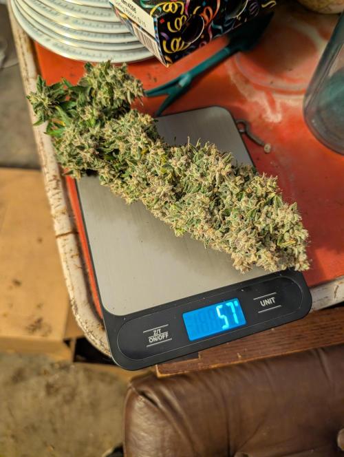 My first grow. Week 10 - 57 Grams wet on this one