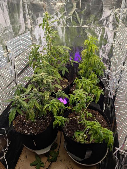 JJs Diary my 2nd Grow. Week 7 - This is my 2nd grow, I have LST in process with the 1st , she is stressed . 