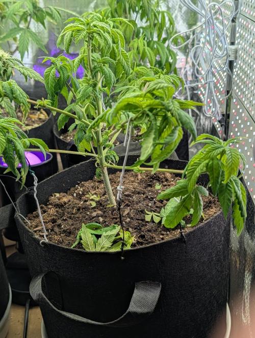 JJs Diary my 2nd Grow. Week 7 - She was recently repotted, no root bound visable.She is looking better today