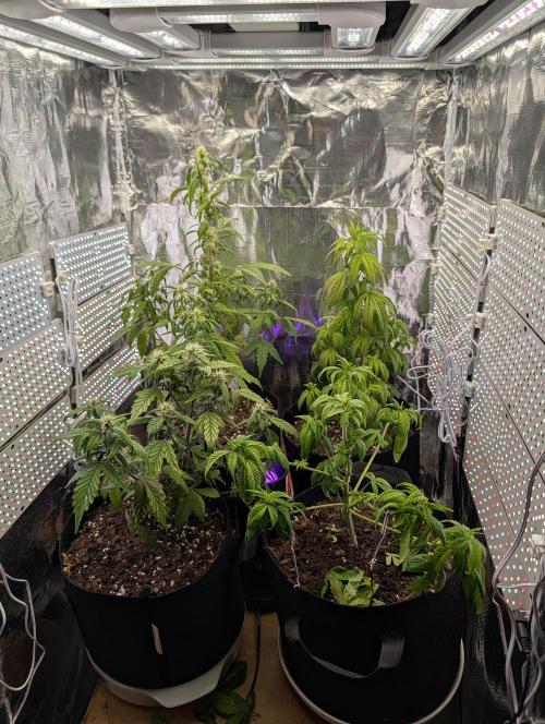JJs Diary my 2nd Grow. Week 7 - There is 1 Anathesia Auto, 1 Purple Haze and 2 White Widow, all Autos.