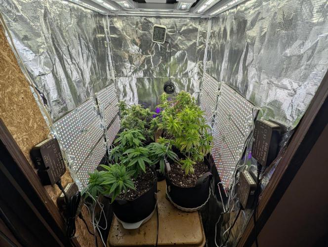 JJs Diary my 2nd Grow. Week 9