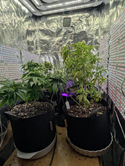 JJs Diary my 2nd Grow. Week 9
