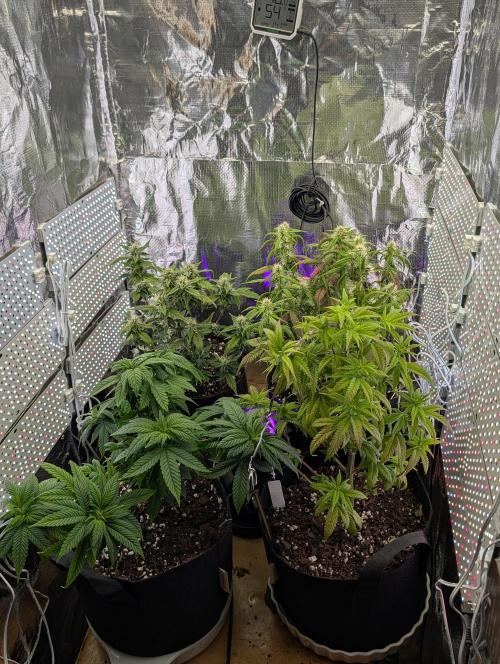 JJs Diary my 2nd Grow. Week 9