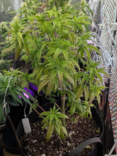JJs Diary my 2nd Grow. Week 9