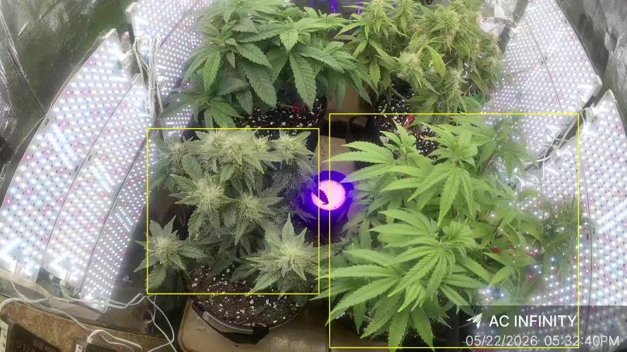 JJs Diary my 2nd Grow