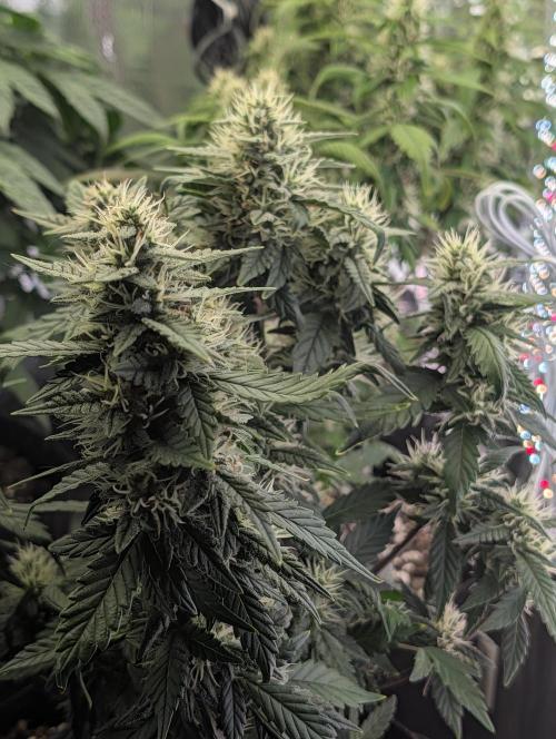 JJs Diary my 2nd Grow. Week 10