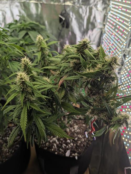JJs Diary my 2nd Grow. Week 10