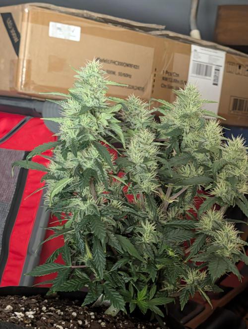JJs Diary my 2nd Grow. Week 10