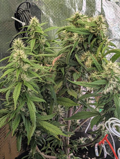 JJs Diary my 2nd Grow. Week 10