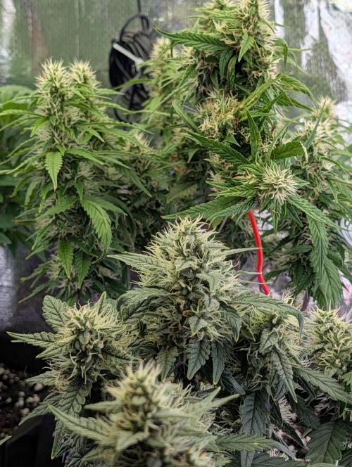 JJs Diary my 2nd Grow. Week 11