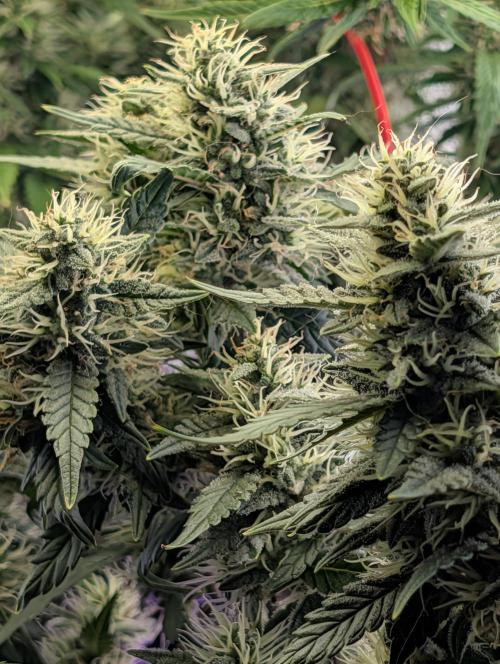 JJs Diary my 2nd Grow. Week 11