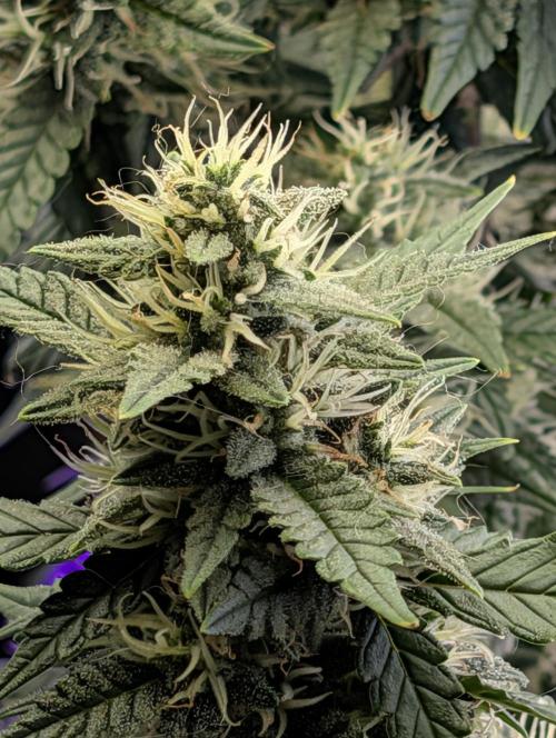 JJs Diary my 2nd Grow. Week 11