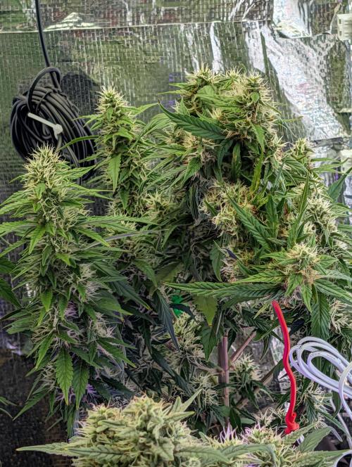 JJs Diary my 2nd Grow. Week 11