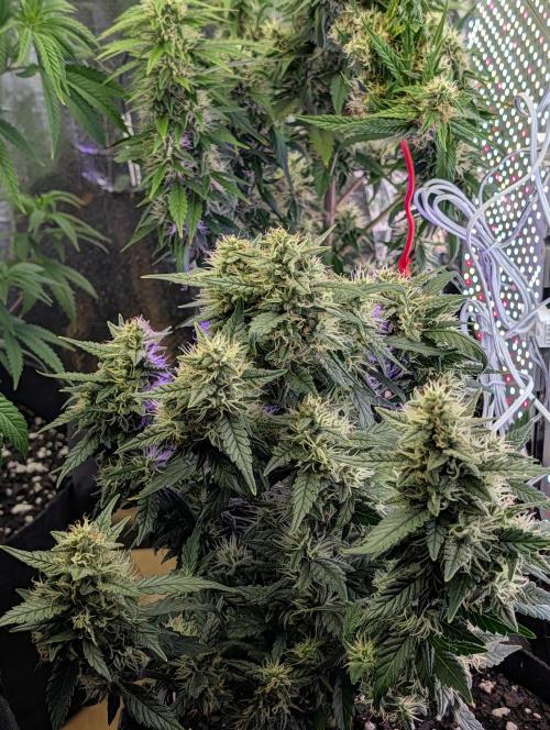JJs Diary my 2nd Grow. Week 11