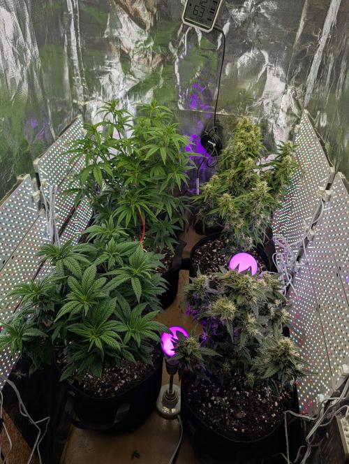 JJs Diary my 2nd Grow. Week 11