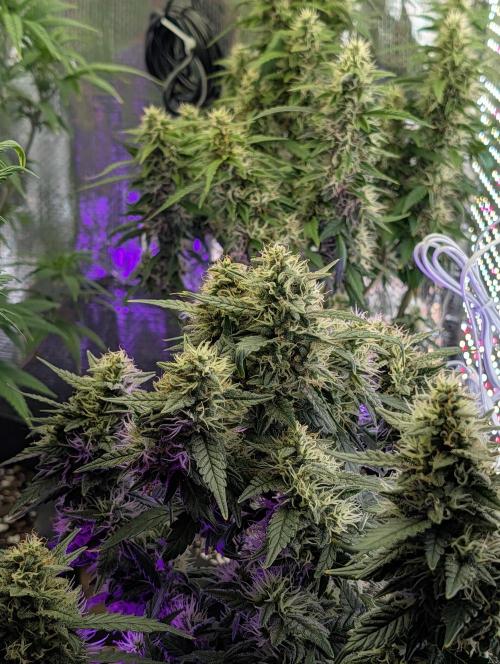 JJs Diary my 2nd Grow. Week 11