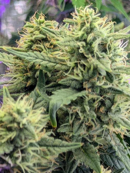 JJs Diary my 2nd Grow. Week 11