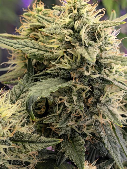 JJs Diary my 2nd Grow. Week 11