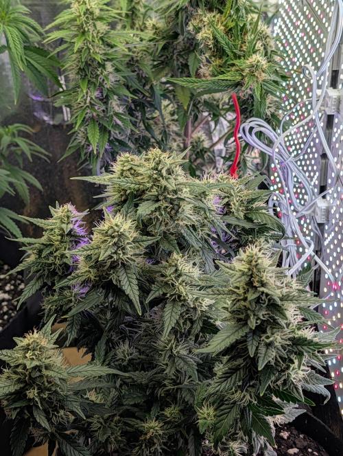 JJs Diary my 2nd Grow. Week 5