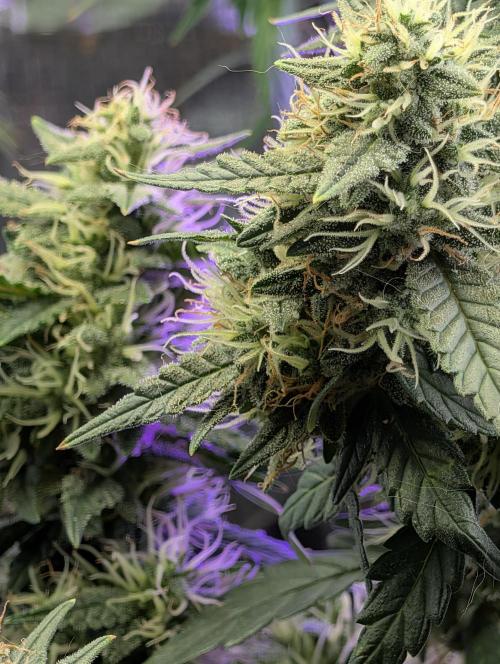 JJs Diary my 2nd Grow. Week 5
