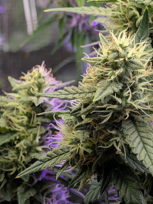 JJs Diary my 2nd Grow. Week 5 - Buddies for life.