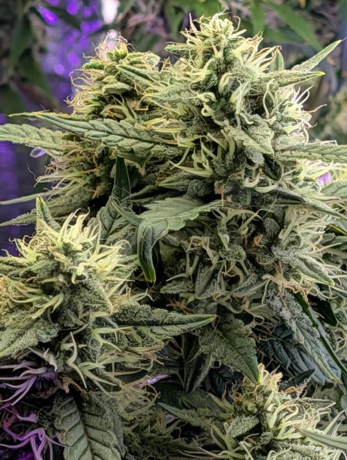 JJs Diary my 2nd Grow. Week 5 - very resinous and sticky.