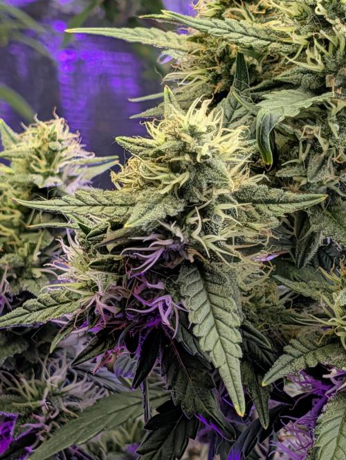 JJs Diary my 2nd Grow. Week 5 - this bud is Anethesia Auto
