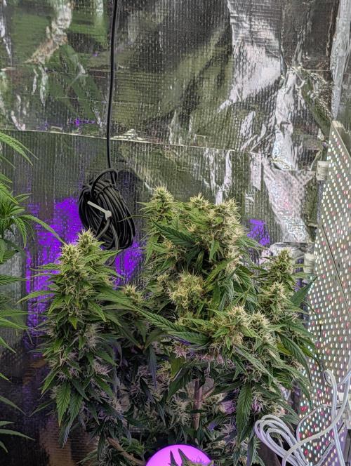 JJs Diary my 2nd Grow. Week 5