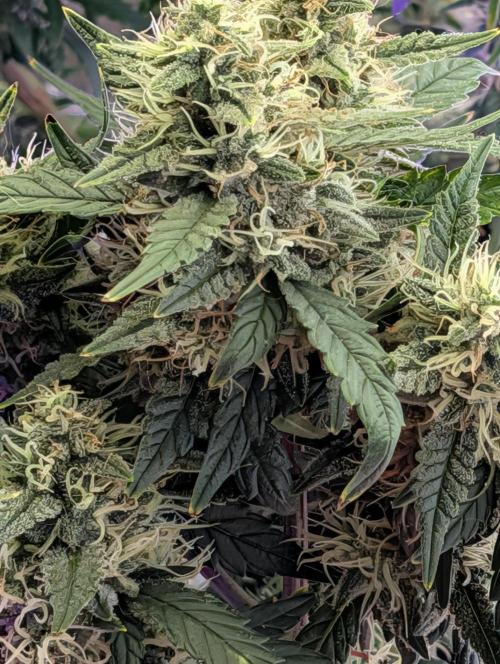 JJs Diary my 2nd Grow. Week 5