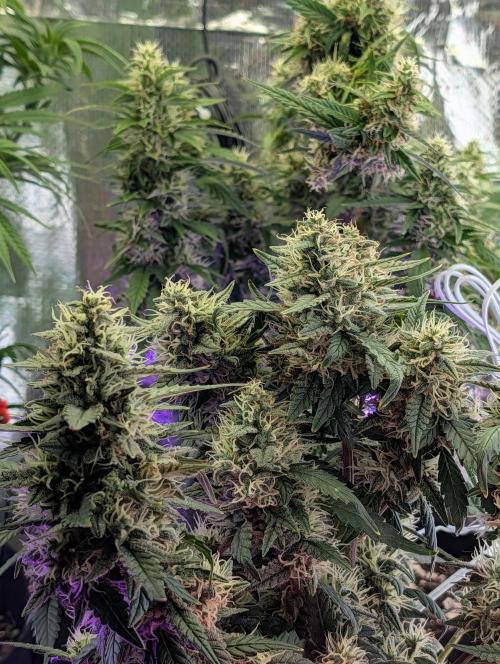 JJs Diary my 2nd Grow. Week 5