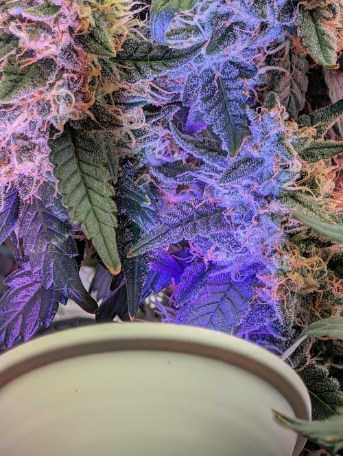 JJs Diary my 2nd Grow. Week 1