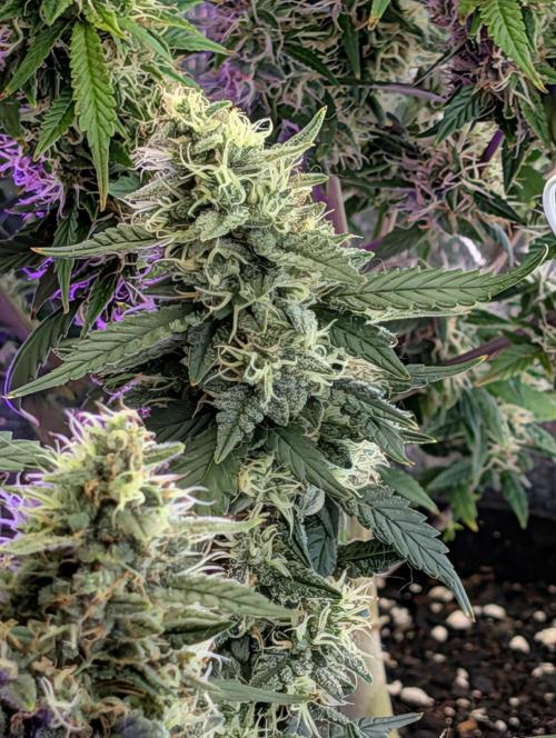 JJs Diary my 2nd Grow. Week 1